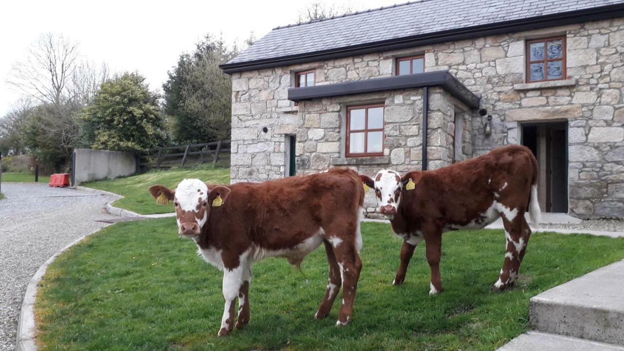 Green Adventure Ecohostel Clonmore Exteriér fotografie